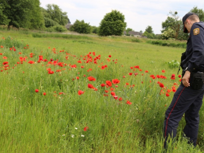 Программа «Мак»