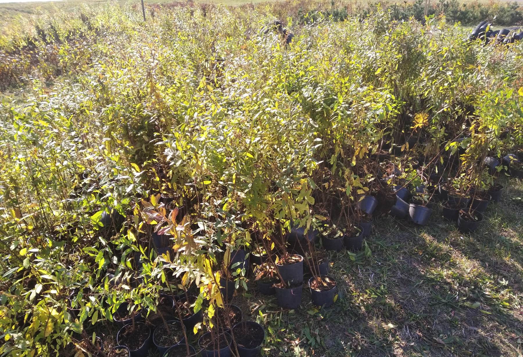 IMG f172c3c20262c21ae022e3fbac47dbca V