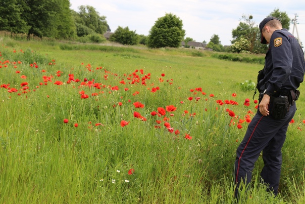 Программа «Мак»
